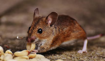 24 Hour & Emergency Exterminators in Elkins, WV
